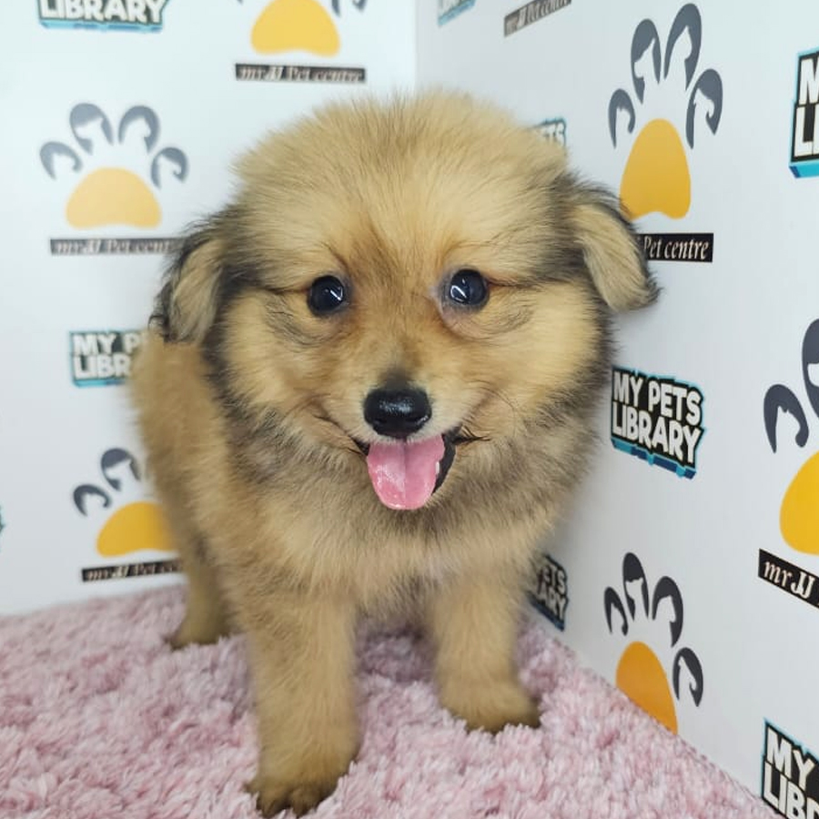 Pomapoo Puppy (Female) For Sale