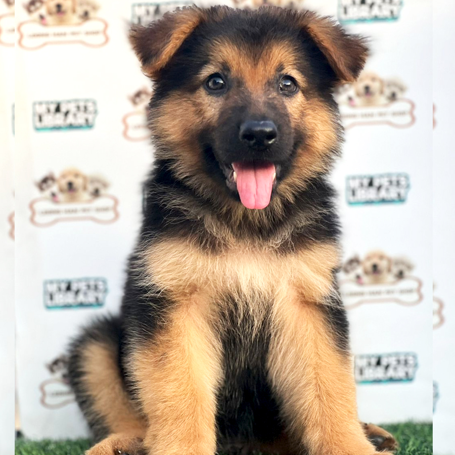 German Shepherd Puppy (Male) For Sale
