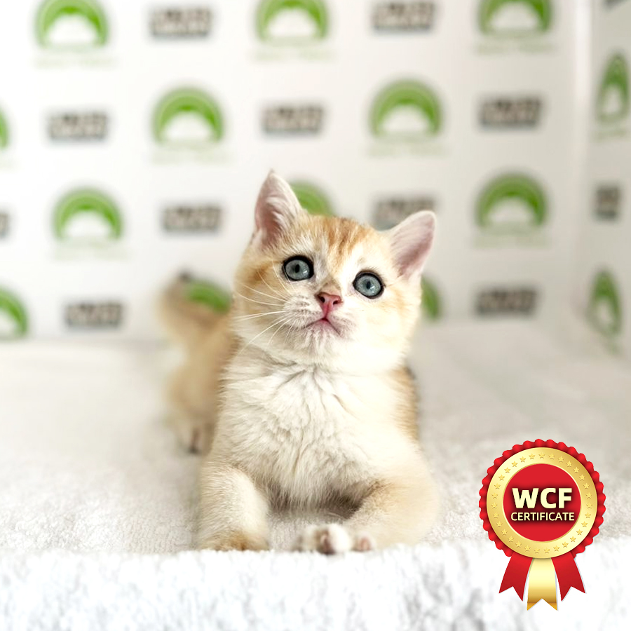 WCF British Shorthair Kitten (Male) For Sale