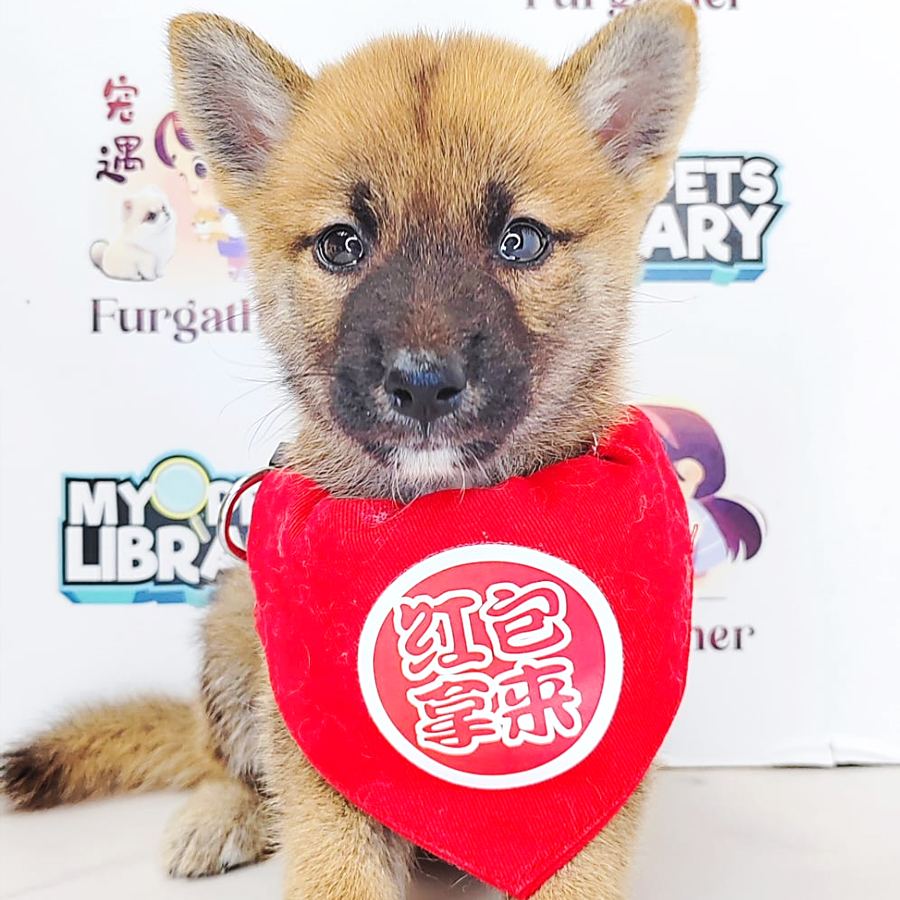 Shiba Inu Puppy (Female) For Sale