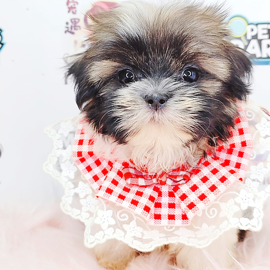 Shih Tzu Puppy (Female) For Sale