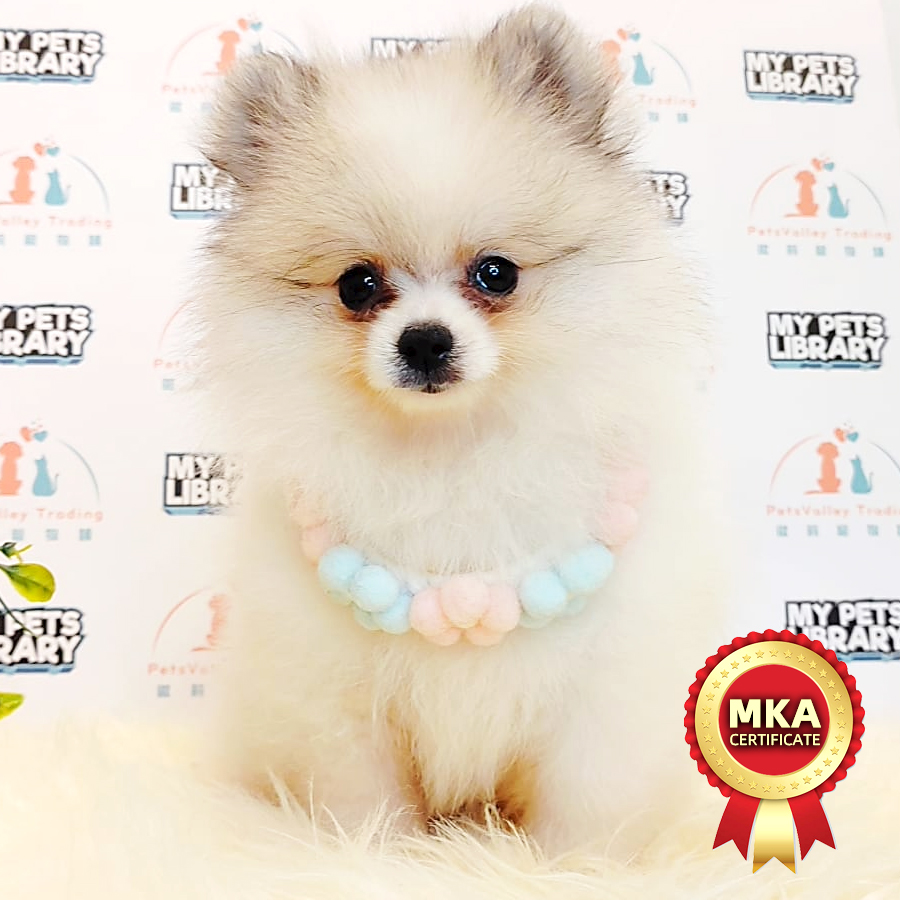 MKA Pomeranian Puppy (Female) For Sale