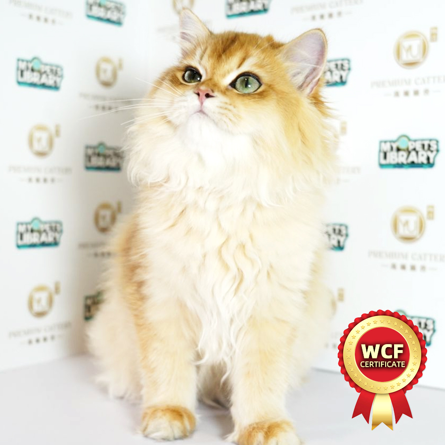 WCF British Long Hair Kitten (Male) For Sale