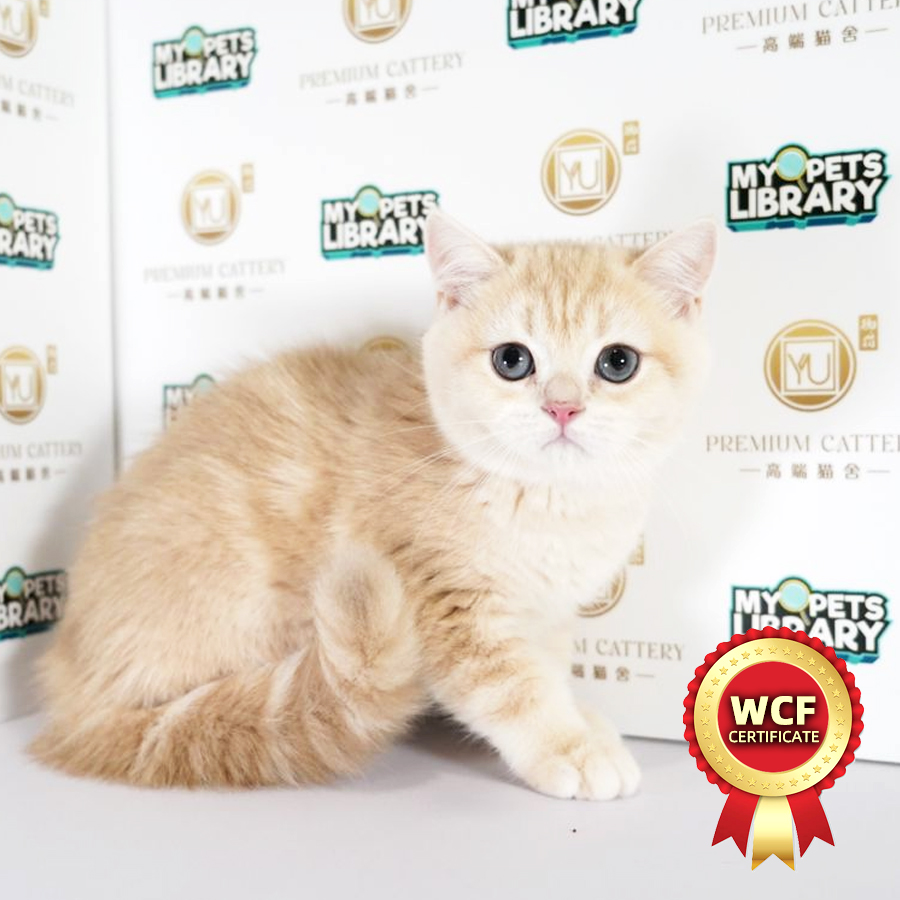 WCF British Shorthair Kitten (Male) For Sale