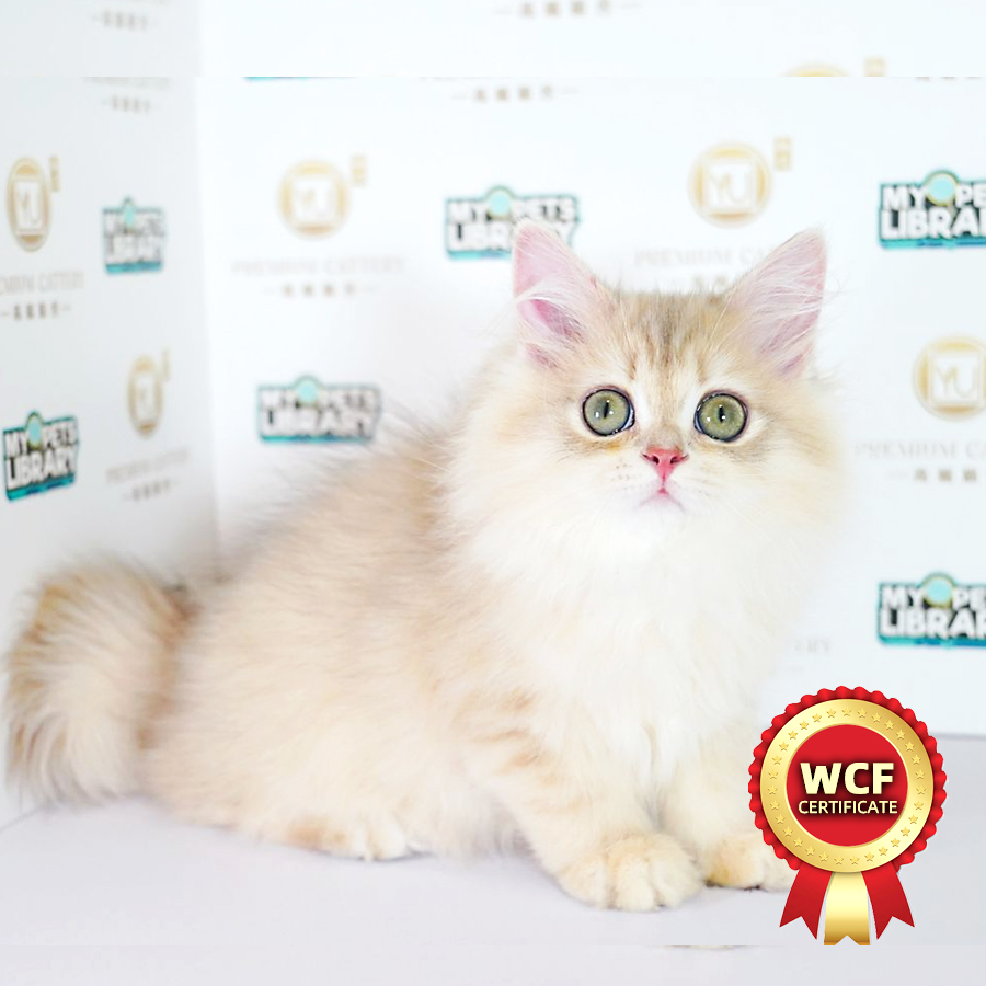 WCF British Long Hair Kitten (Male) For Sale