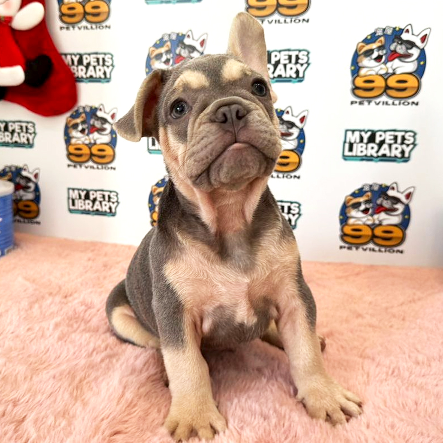 French Bulldog Puppy (Male) For Sale
