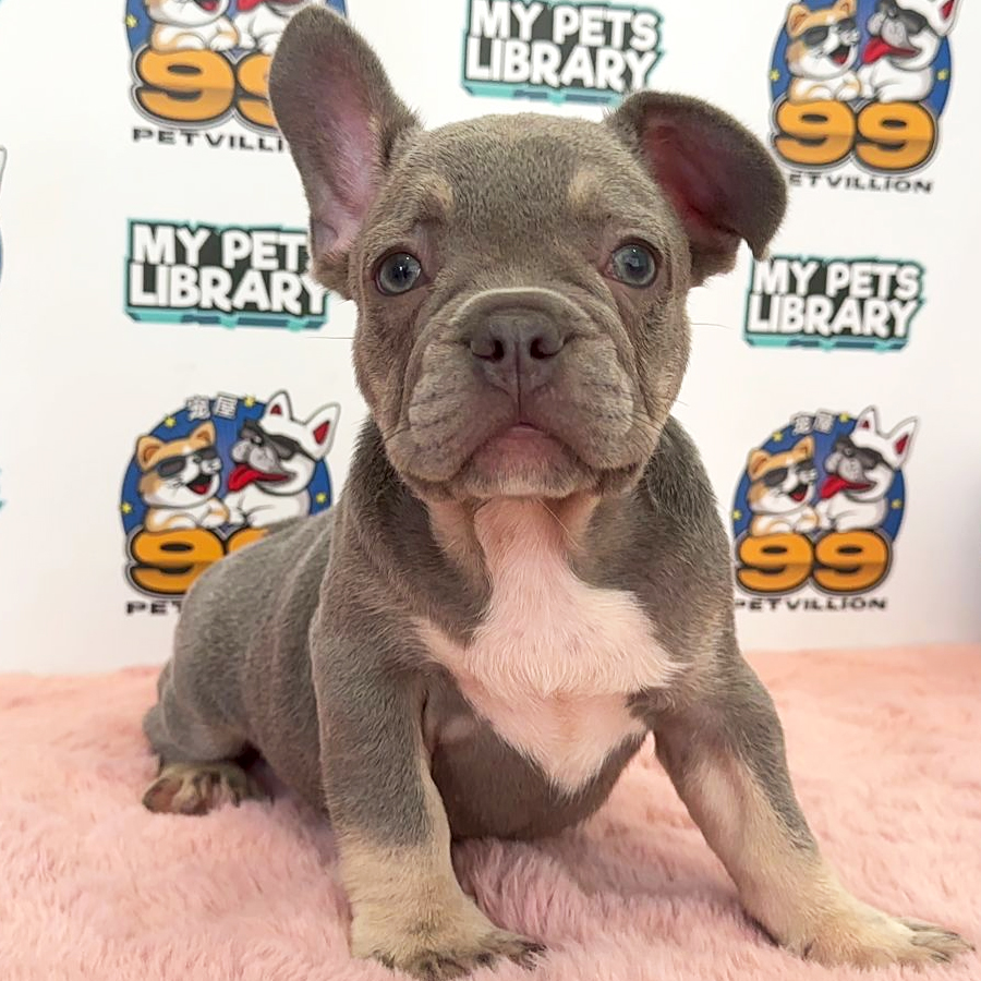 French Bulldog Puppy (Male) For Sale
