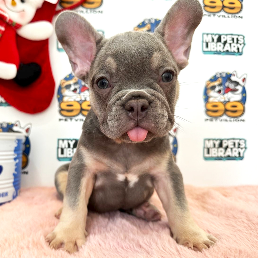 French Bulldog Puppy (Male) For Sale