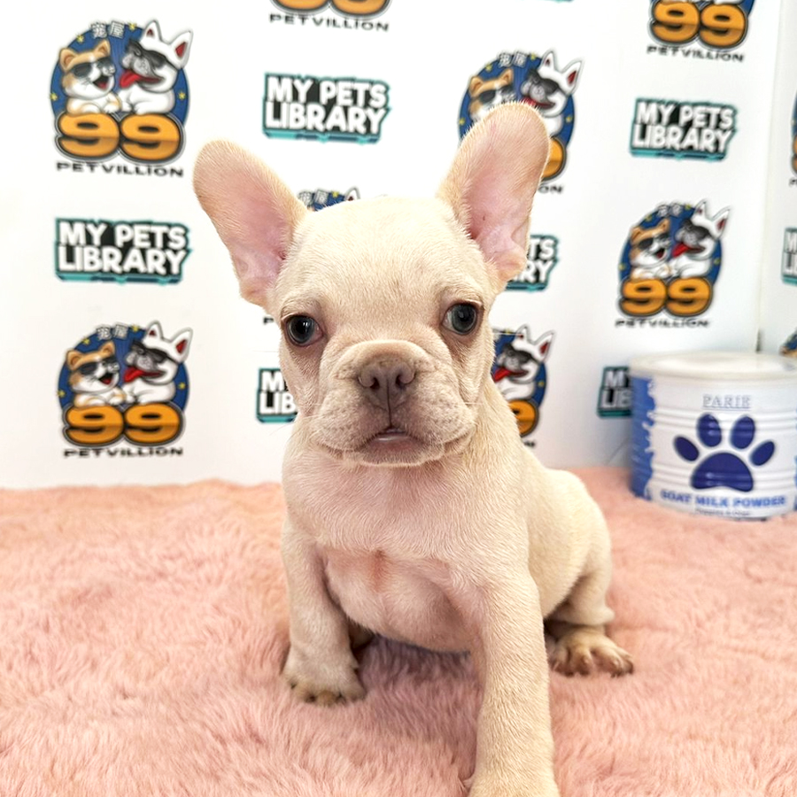 French Bulldog Puppy (Male) For Sale