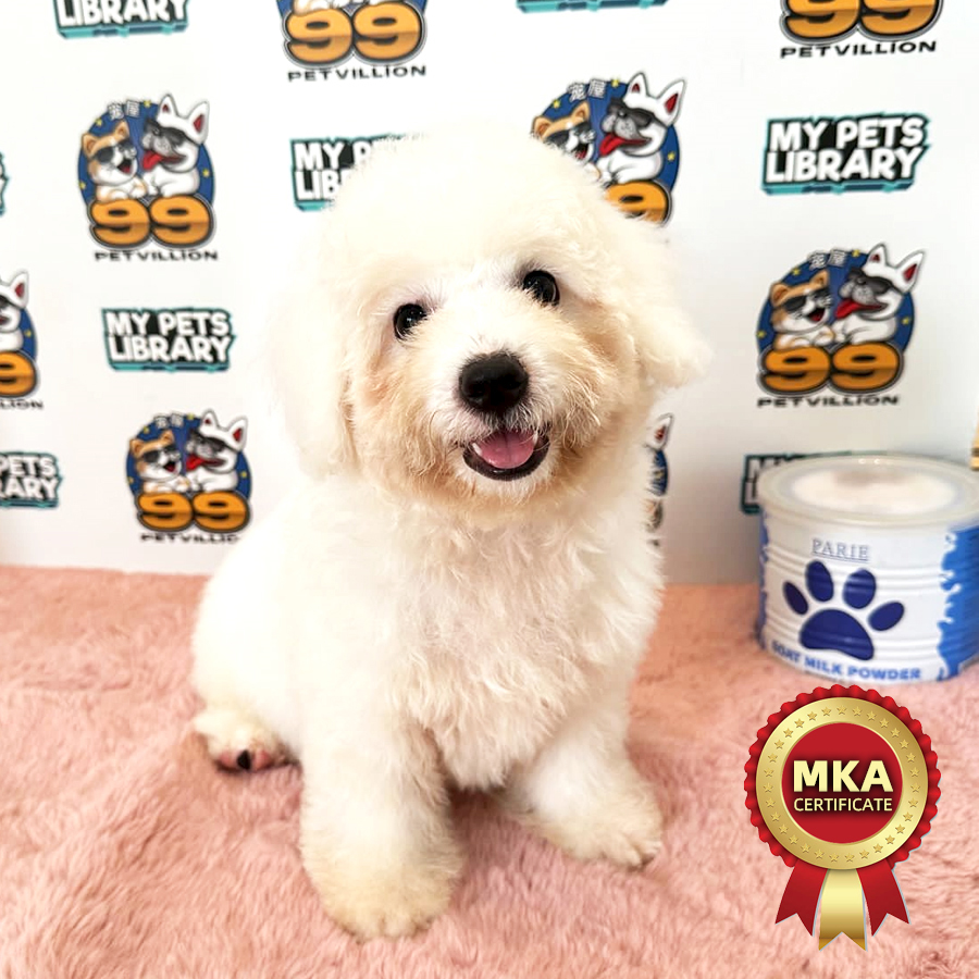 MKA Toy Poodle Puppy (Male) For Sale