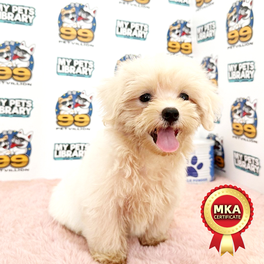 MKA Tiny Maltese Puppy (Male) For Sale
