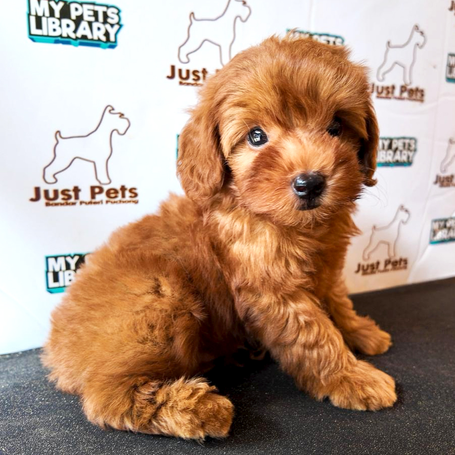 Toy Poodle Puppy (Male) For Sale