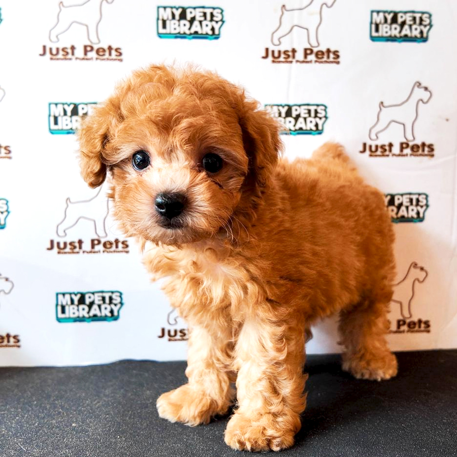 Toy Poodle Puppy (Male) For Sale