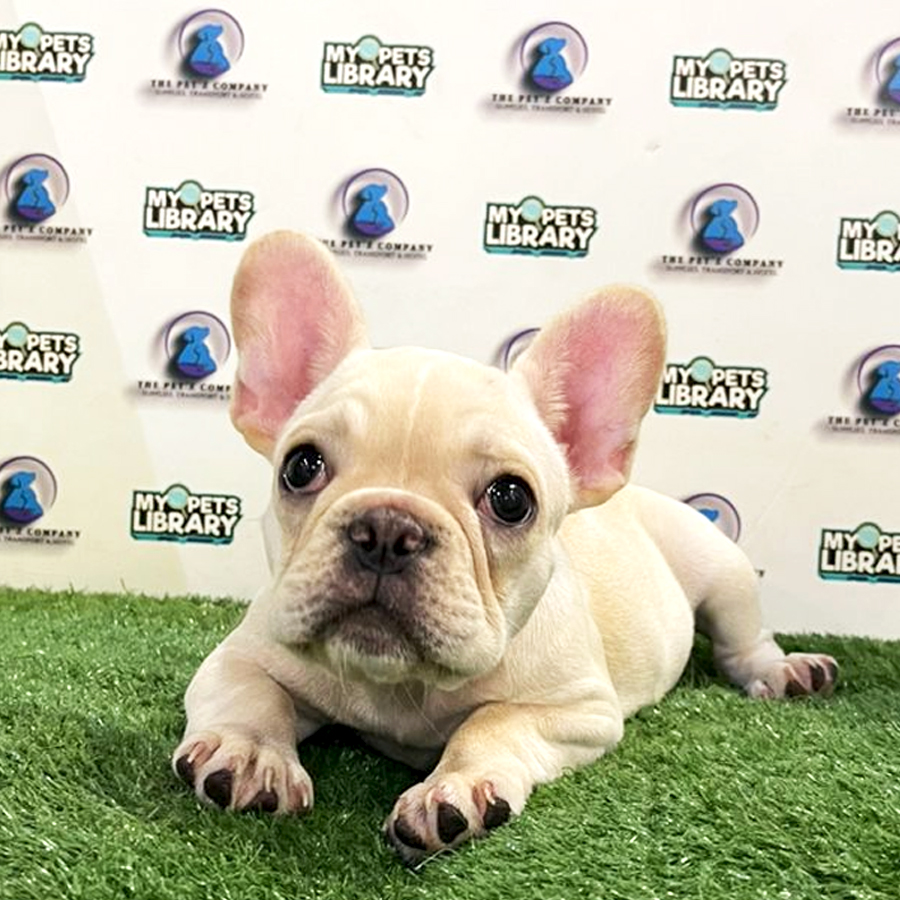 French Bulldog Puppy (Female) For Sale