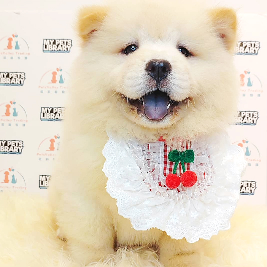 Chow Chow Puppy (Male) For Sale