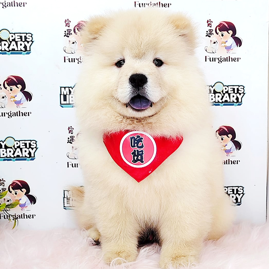 Chow Chow Puppy (Male) For Sale