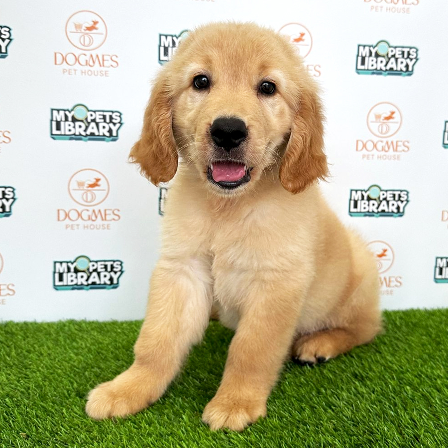 Golden Retriever Puppy (Male) For Sale