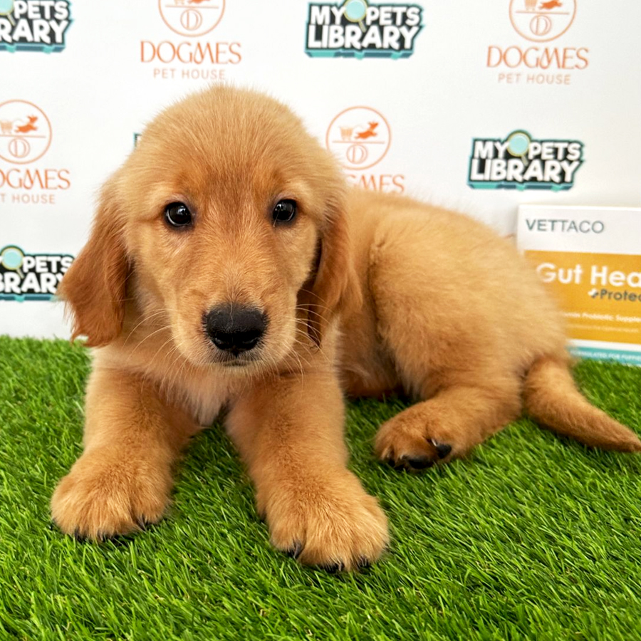 Golden Retriever Puppy (Male) For Sale