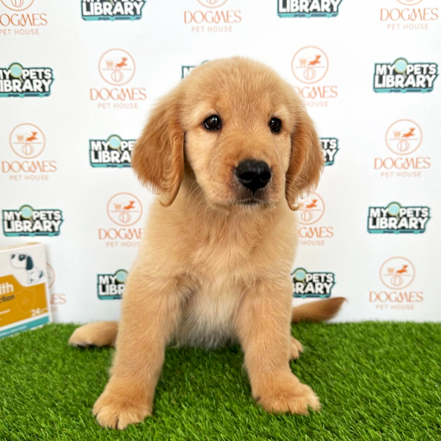 Golden Retriever Puppy (Female) For Sale
