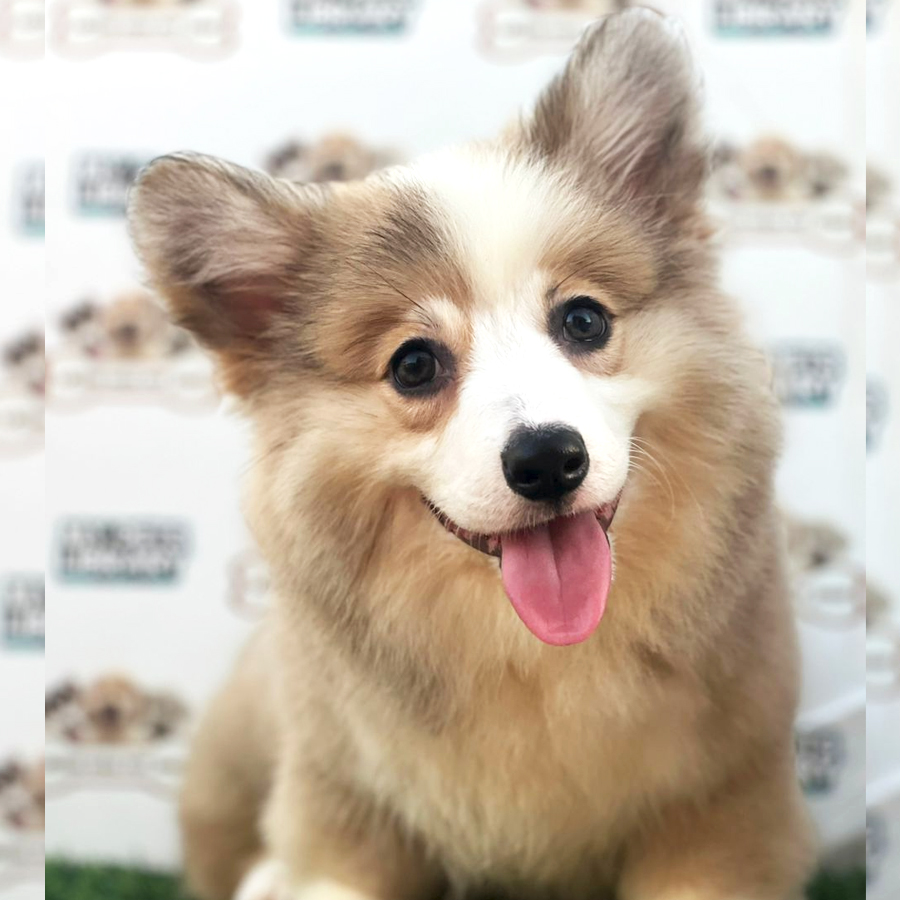 Welsh Corgi Puppy (Female) For Sale