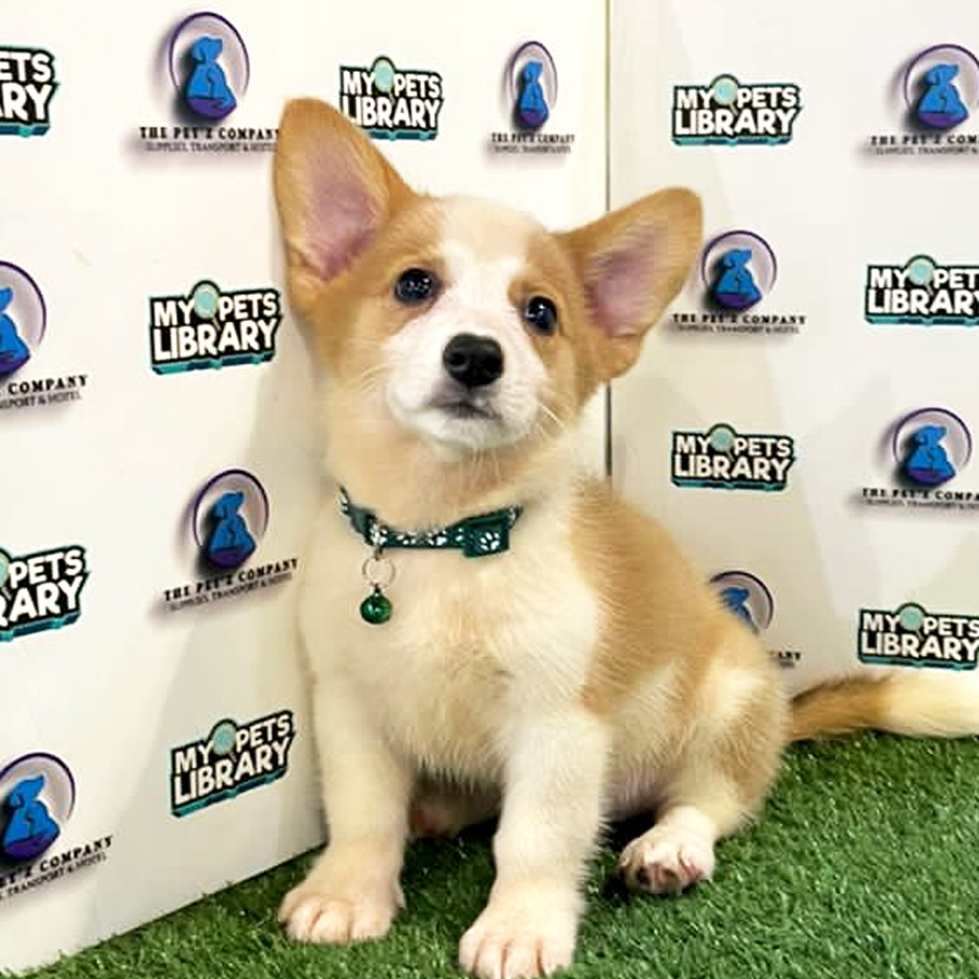 Welsh Corgi Puppy (Male) For Sale