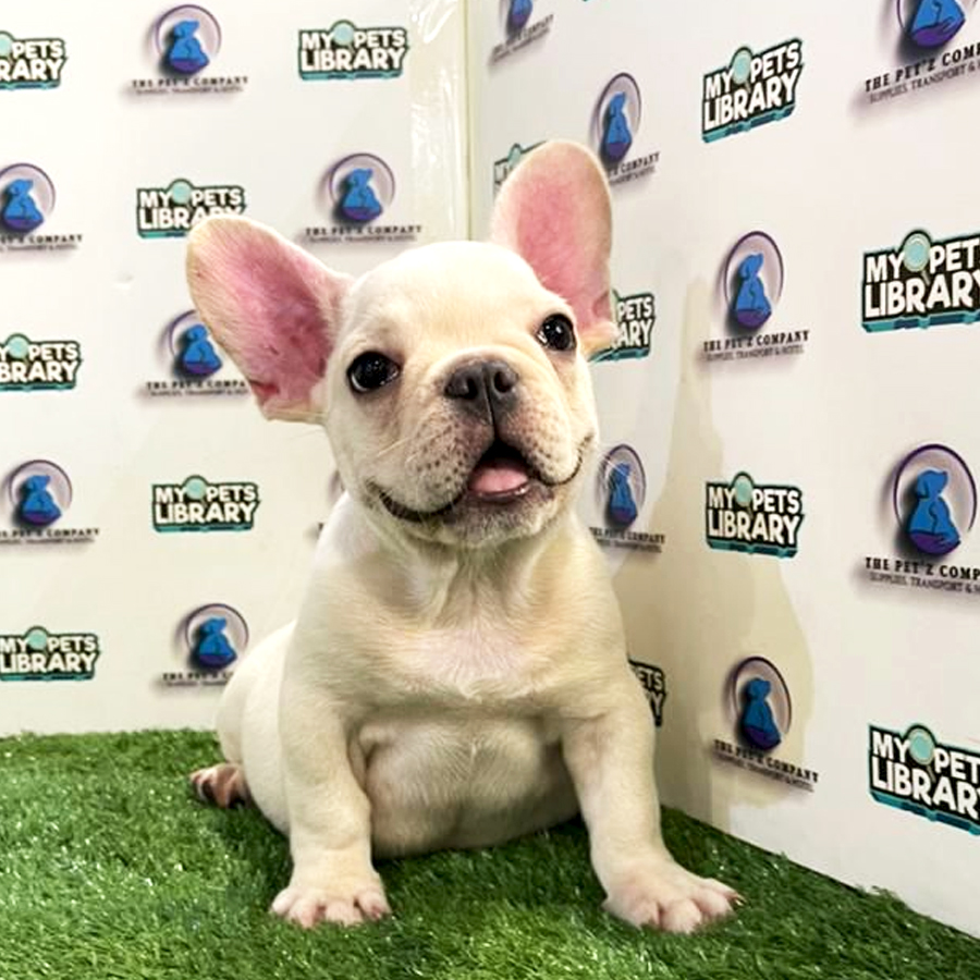 French Bulldog Puppy (Male) For Sale