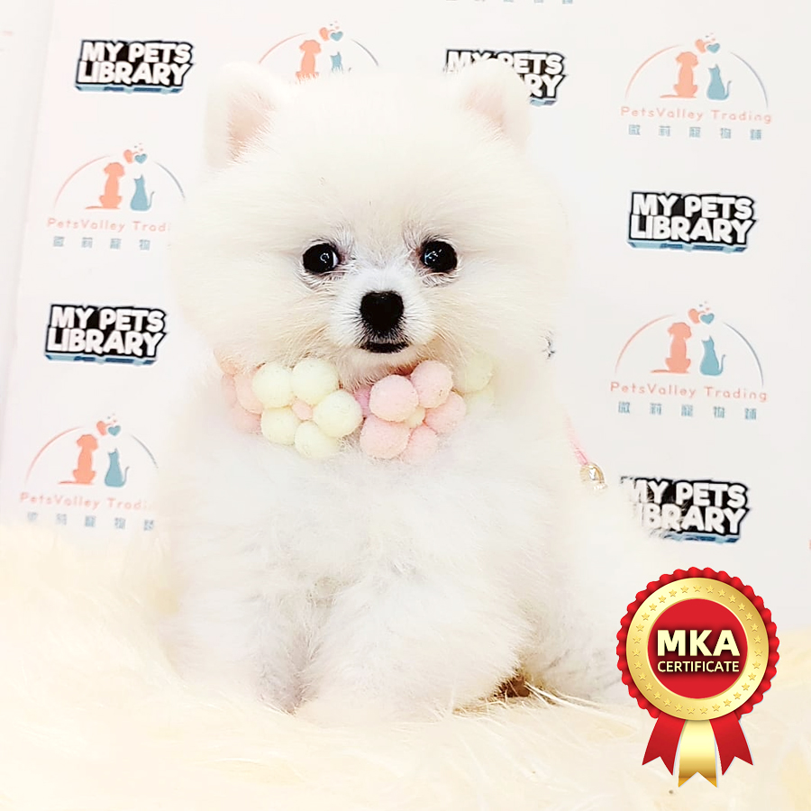 MKA Pomeranian Puppy (Female) For Sale