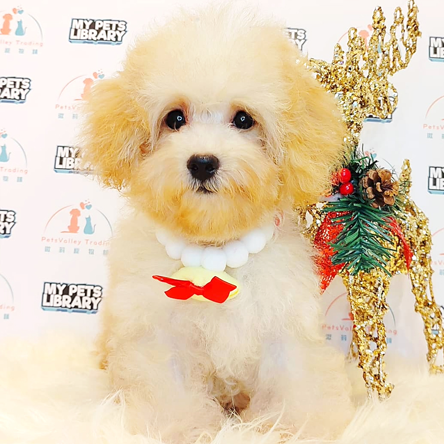 Tiny Poodle Puppy (Male) For Sale