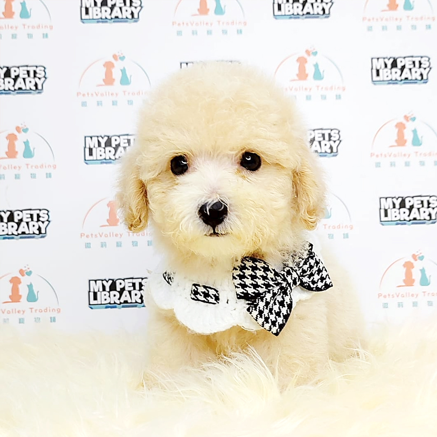 Tiny Poodle Puppy (Male) For Sale
