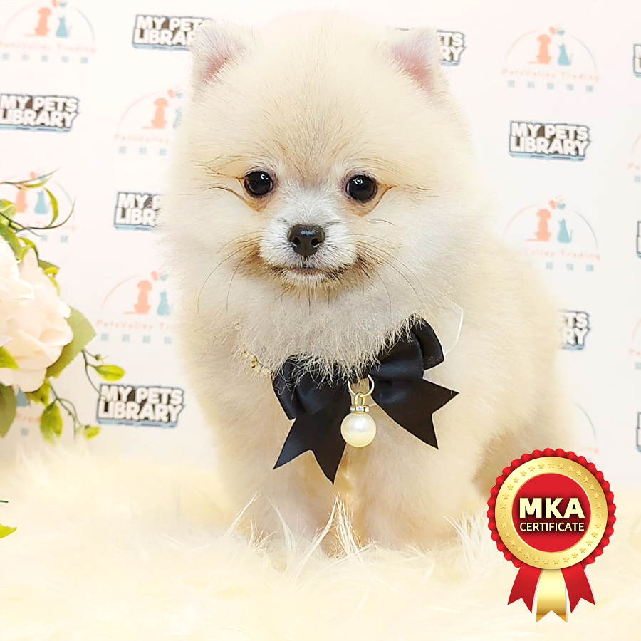 MKA Pomeranian Puppy (Male) For Sale
