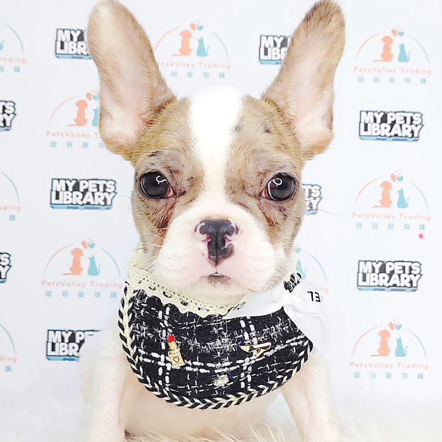 French Bulldog Puppy (Male) For Sale