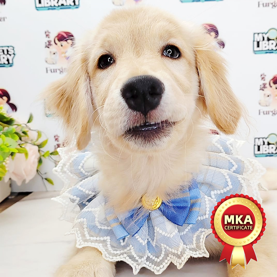 MKA Golden Retriever Puppy (Female) For Sale