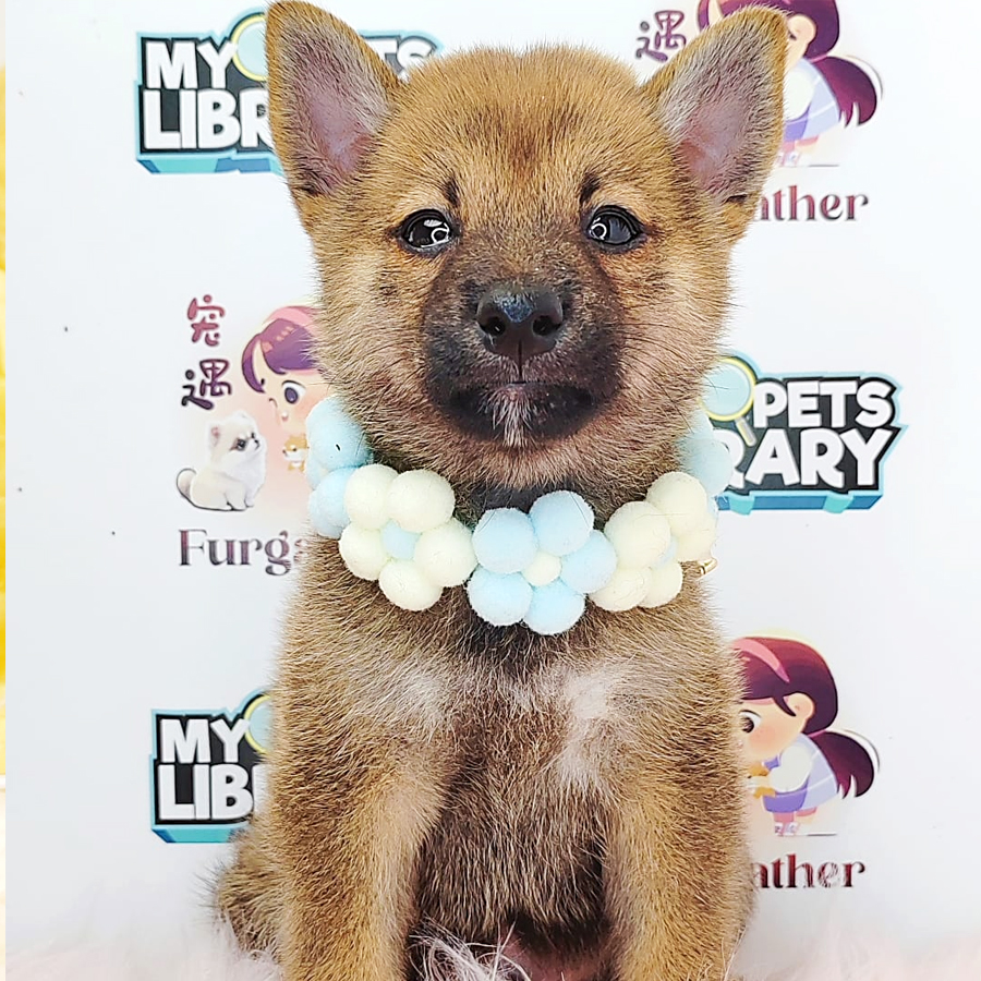 Shiba Inu Puppy (Male) For Sale