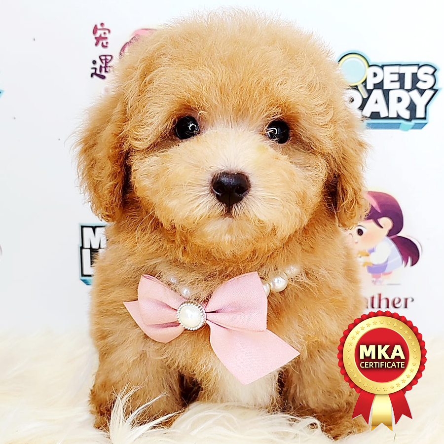 MKA Tiny Poodle Puppy (Male) For Sale