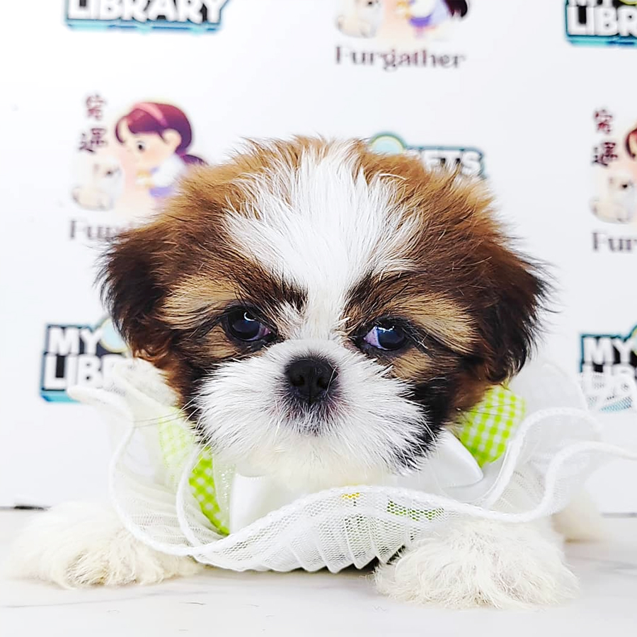 Shih Tzu Puppy (Male) For Sale