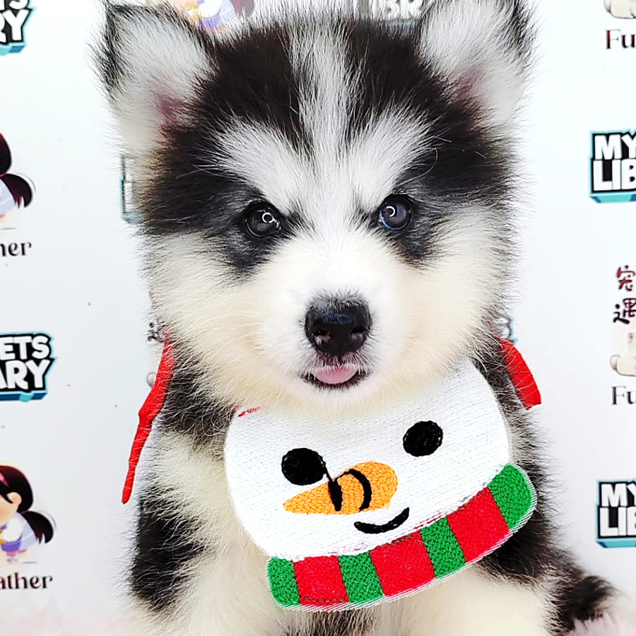Wooly Husky Puppy (Female) For Sale
