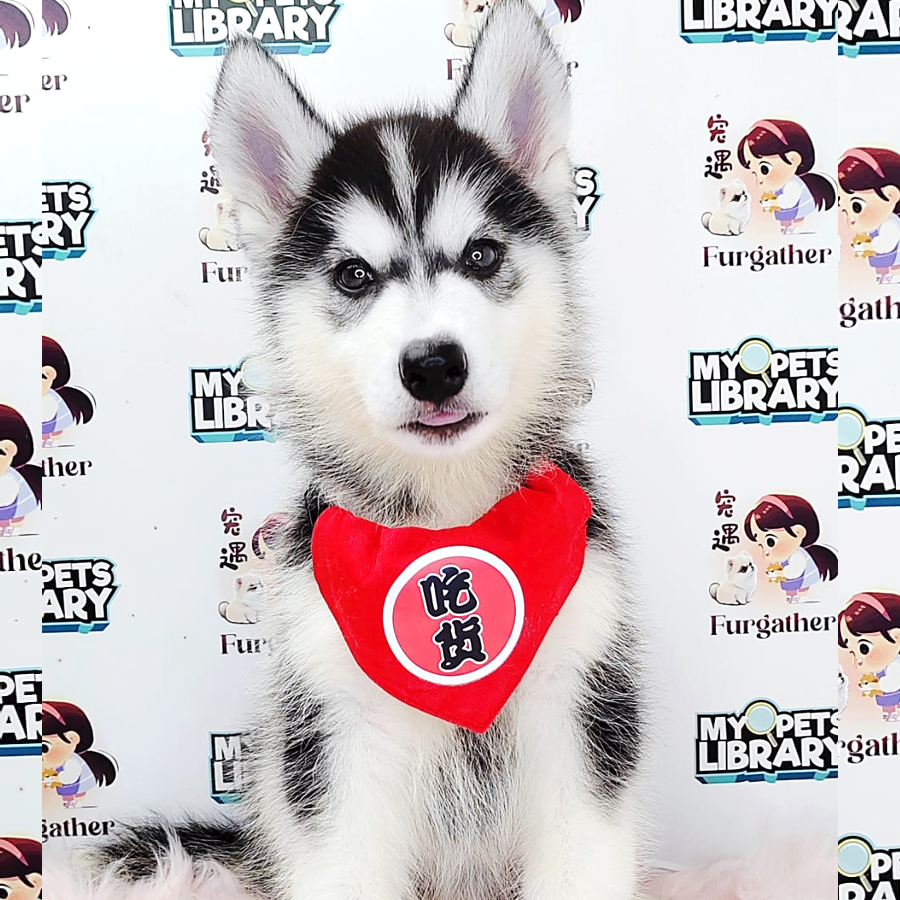 Wooly Husky Puppy (Female) For Sale
