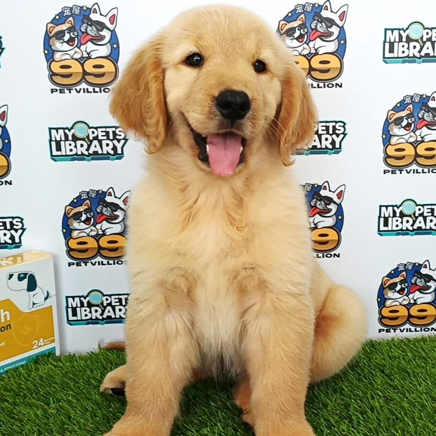 Golden Retriever Puppy (Female) For Sale