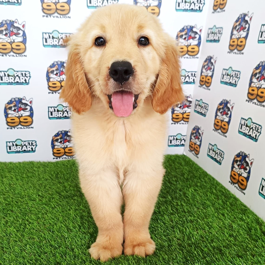 Golden Retriever Puppy (Male) For Sale