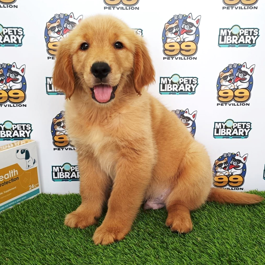 Golden Retriever Puppy (Male) For Sale