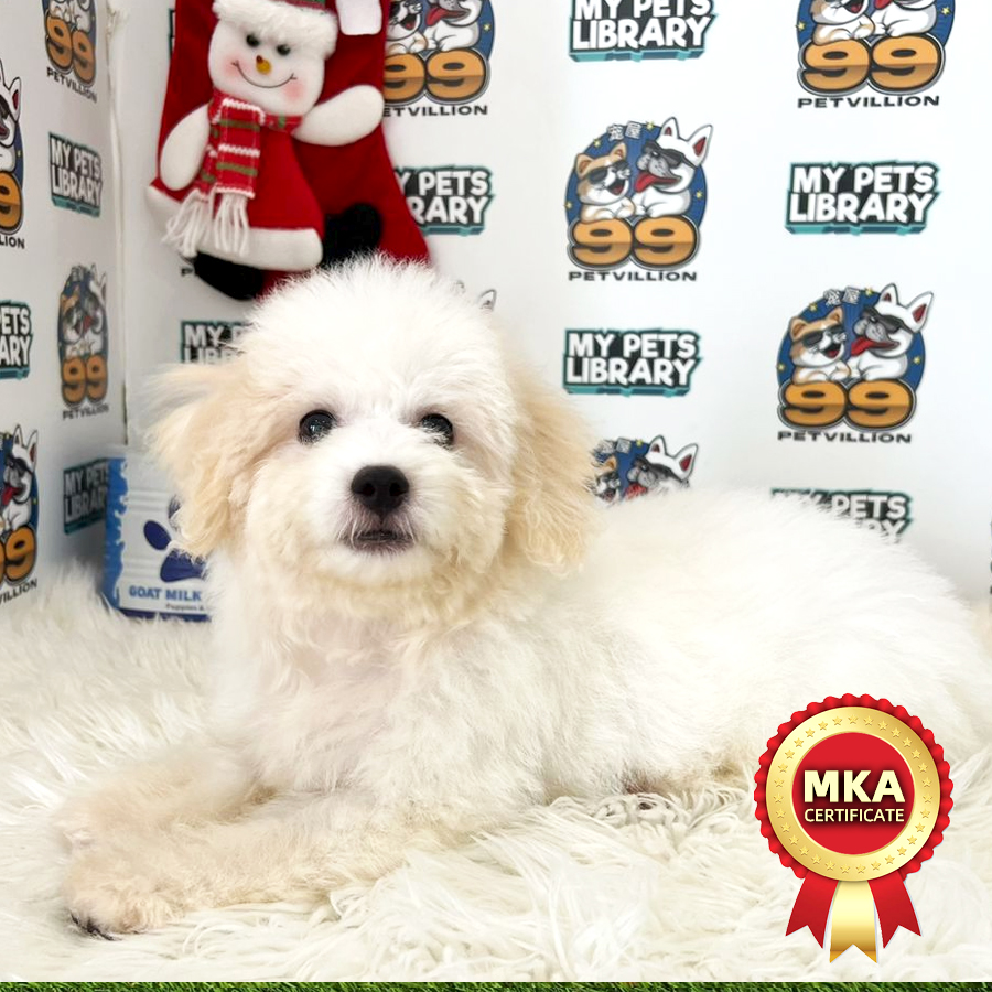 MKA Toy Poodle Puppy (Male) For Sale
