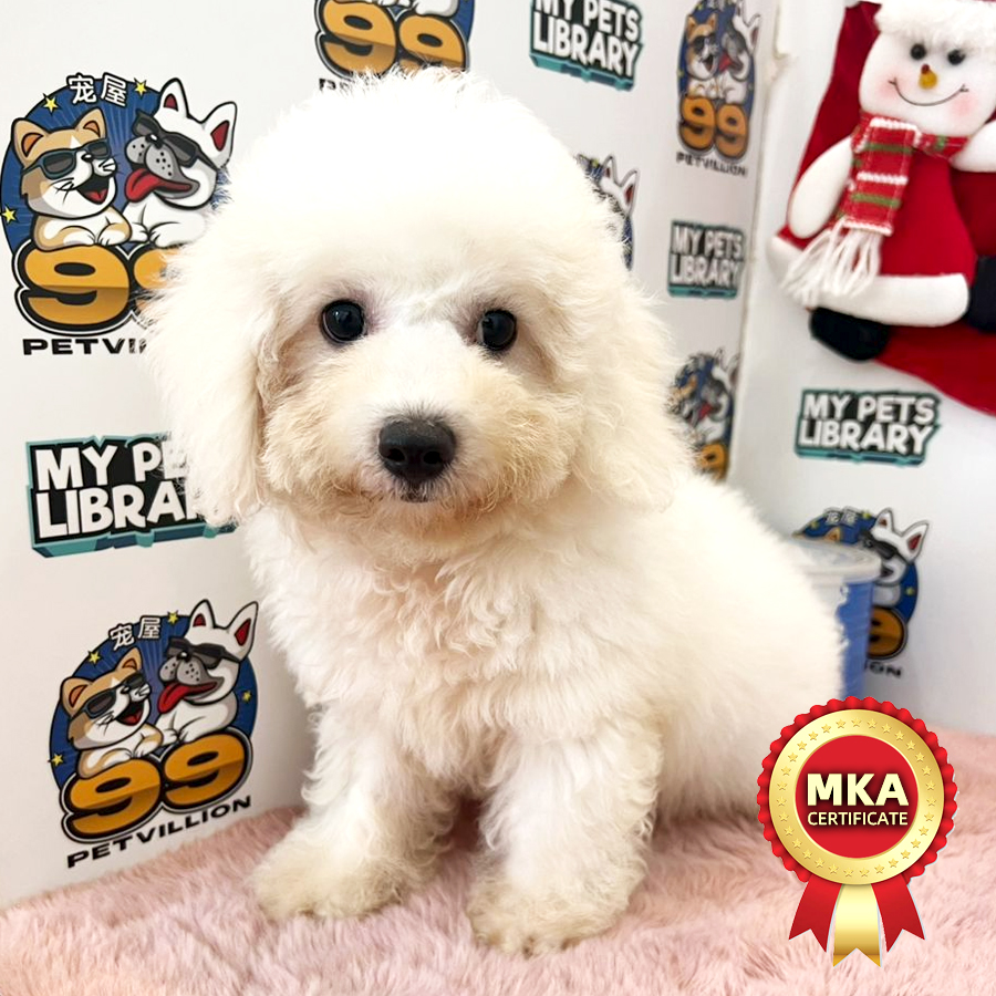 MKA Toy Poodle Puppy (Male) For Sale