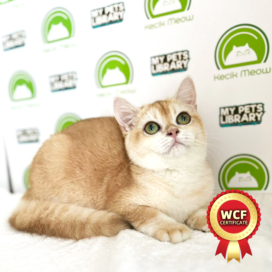 WCF British Shorthair Kitten (Female) For Sale