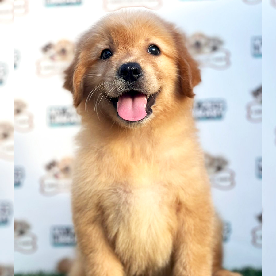 Golden Retriever Puppy (Male) For Sale