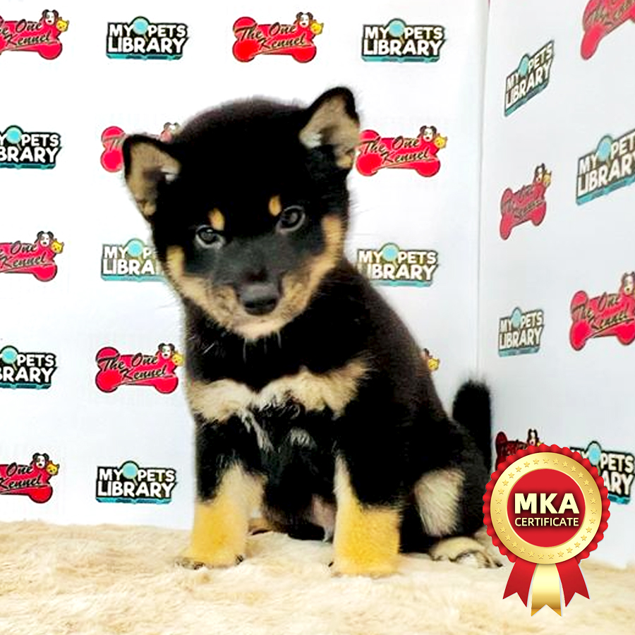 MKA Shiba Inu Puppy (Female) For Sale