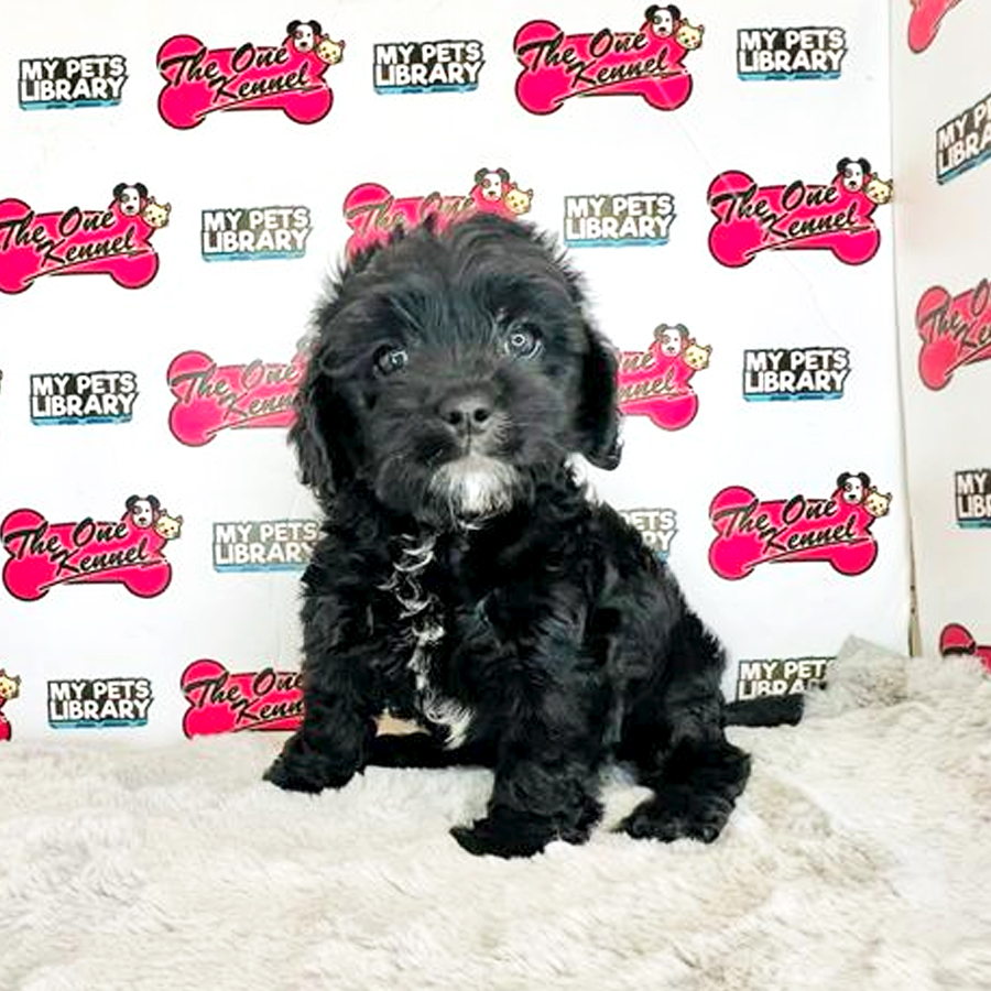 Cavapoo Puppy (Female) For Sale