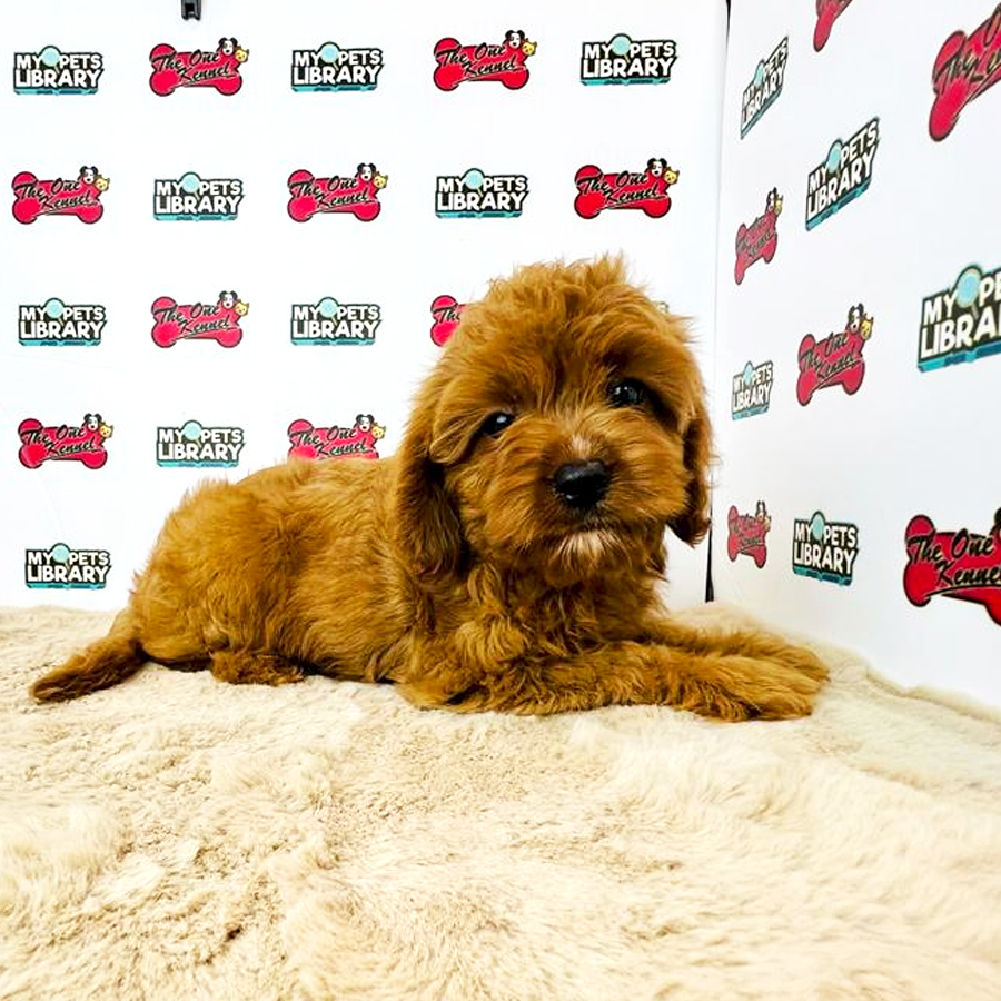 Cavapoo Puppy (Female) For Sale