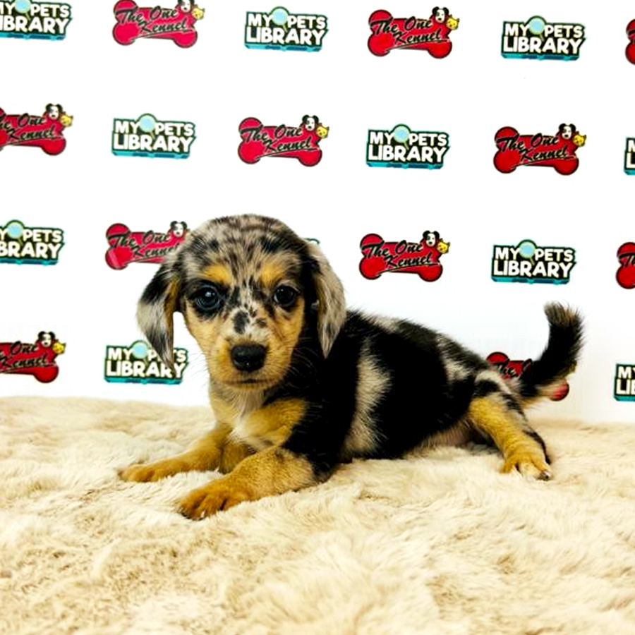 Miniature Dachshund Puppy (Female) For Sale