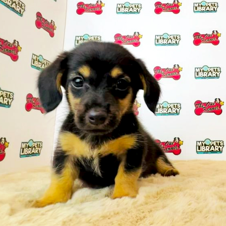 Miniature Dachshund Puppy (Male) For Sale