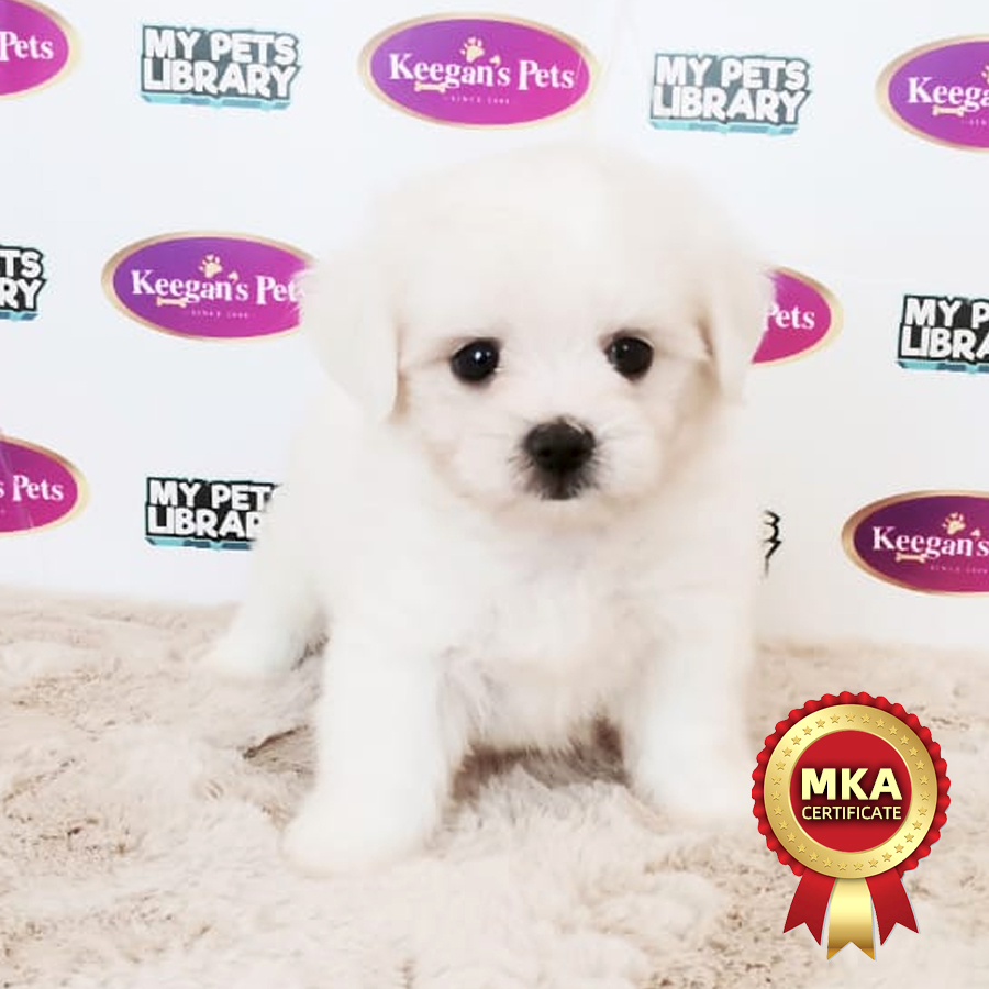 MKA Maltese Puppy (Male) For Sale
